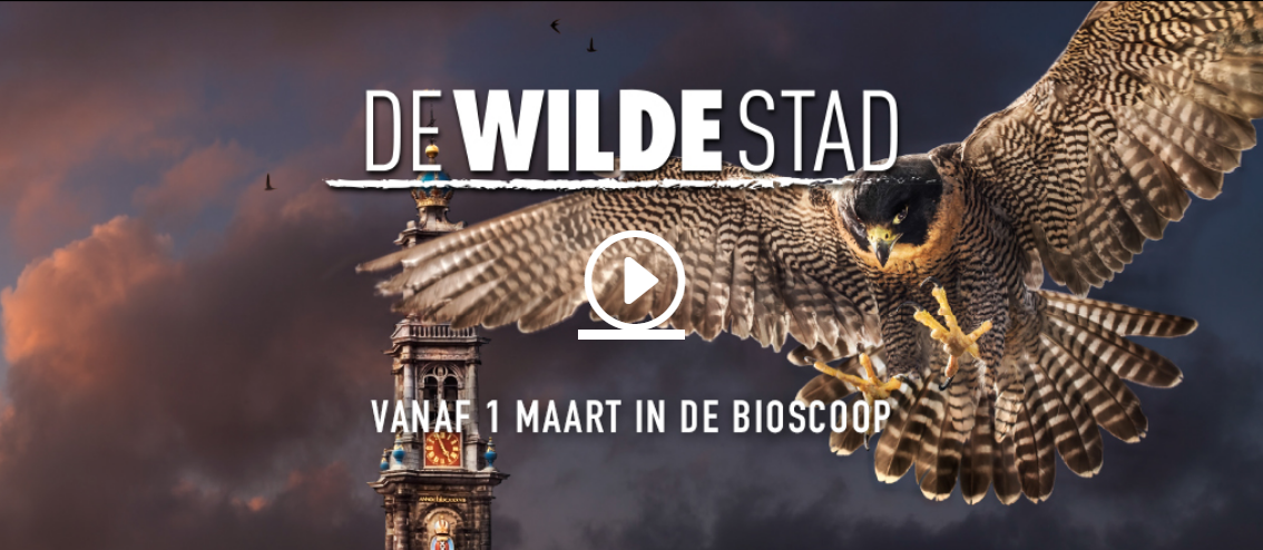 Trailer De Wilde Stad - HARRY! by WestCord